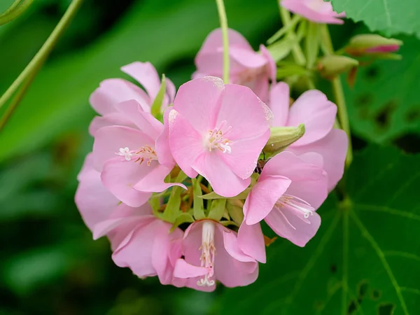 Detailní Záběr Růžové Dombeya Květ Zelenými Listy Pozadím — Stock fotografie