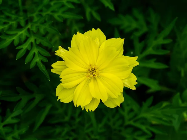 Gelbe Kosmos Blume Dunklen Hintergrund — Stockfoto