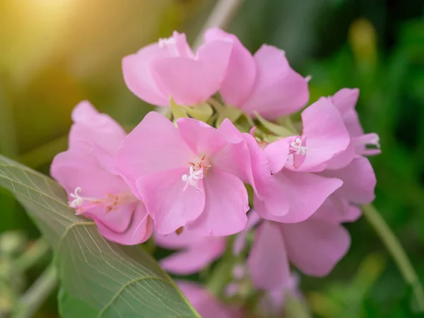 Закройте Розовый Цветок Домбея Светом — стоковое фото