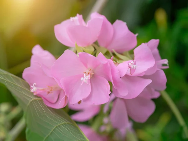 Fiore Rosa Dombeya Vicino Con Luce — Foto Stock