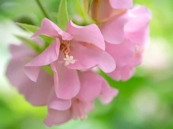 Крупним Планом Рожеві Dombeya Квітки Листям — стокове фото