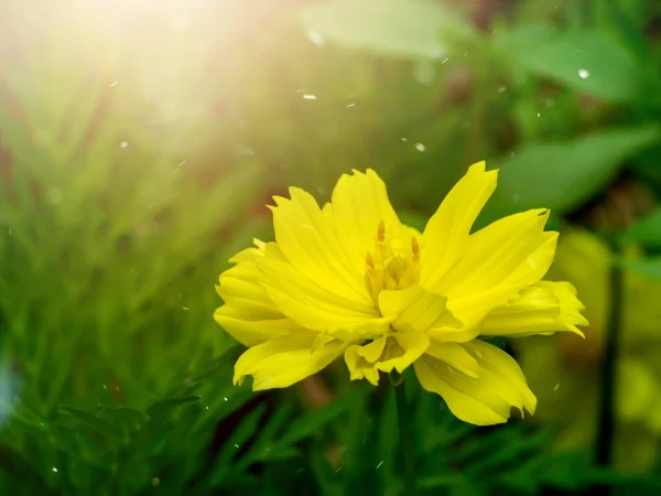 Gele Kosmos Bloem Het Zonlicht Zwevende Licht — Stockfoto