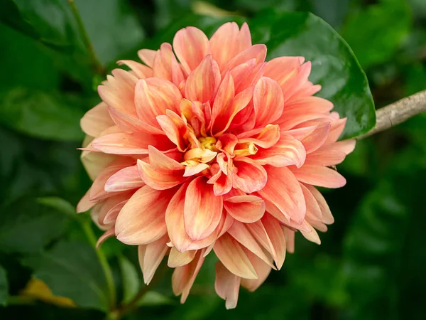 Detailní Záběr Okvětní Lístky Dahlia Flower — Stock fotografie