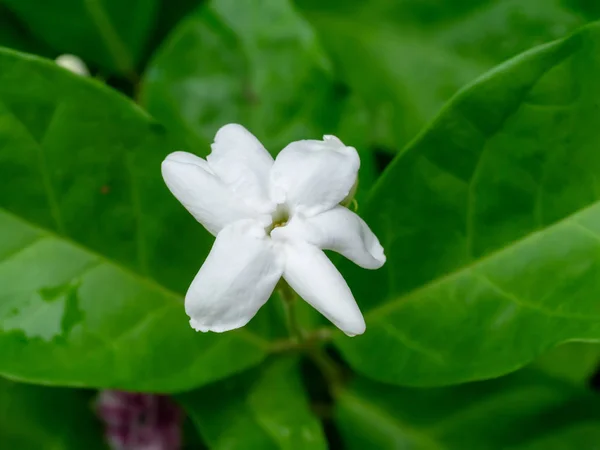 Close White Jasmine Flower Leaf — Stock Photo, Image