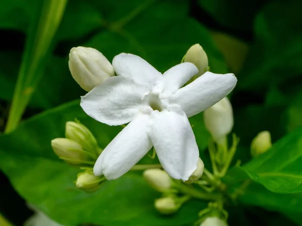 葉と白いジャスミンの花のクローズアップ — ストック写真