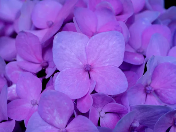 Makrobild Hortensienblüte Aus Nächster Nähe — Stockfoto