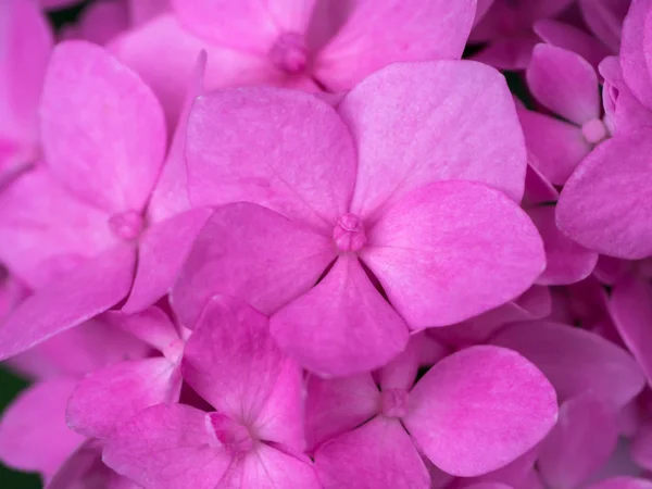 Makrobild Hortensienblüte Aus Nächster Nähe — Stockfoto