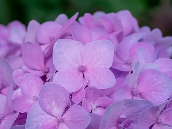 Makro Snímek Zblízka Květ Hortenzie — Stock fotografie