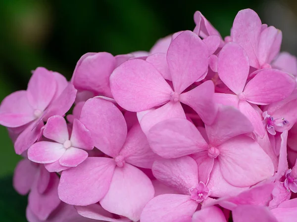 Makro Snímek Zblízka Květ Hortenzie — Stock fotografie