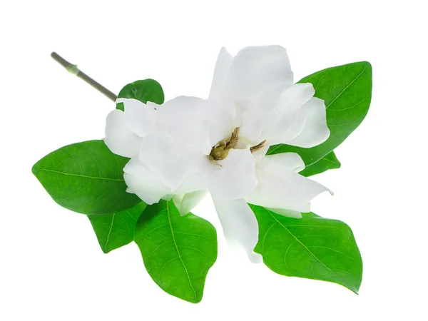 Flor Blanca Gardenia Jasminoides Con Hoja Sobre Fondo Blanco —  Fotos de Stock