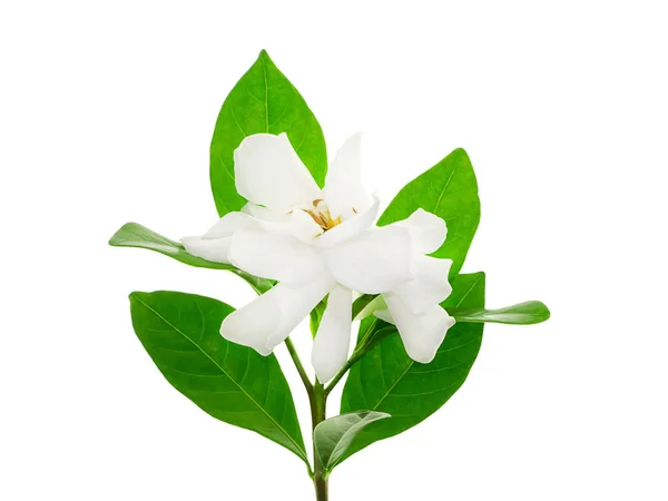 The white flower of Gardenia jasminoides with leaf on white backgrund.