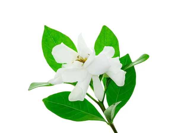 Flor Blanca Gardenia Jasminoides Con Hoja Sobre Fondo Blanco — Foto de Stock