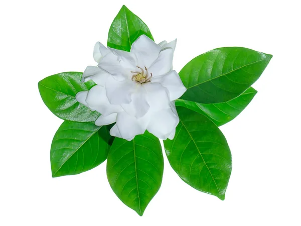 Biały Kwiat Gardenii Dostępna Przez Liści Biały Backgrund — Zdjęcie stockowe