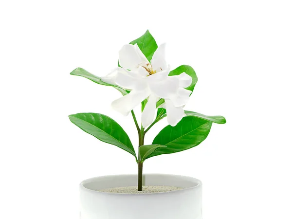 The white flower of Gardenia jasminoides with leaf on white backgrund.