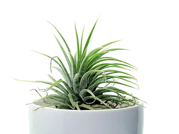 Primer Plano Planta Aire Tillandsia Sobre Fondo Blanco — Foto de Stock