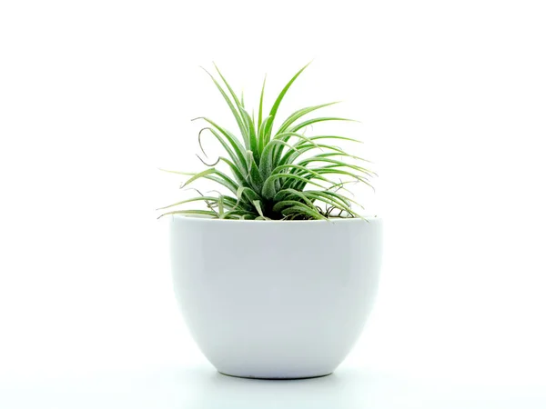 Close Van Tillandsia Air Plant Witte Achtergrond — Stockfoto