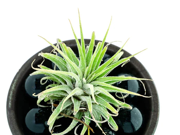 Close up of tillandsia air plant on white background
