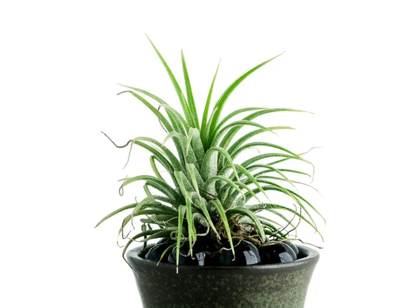 Close Van Tillandsia Air Plant Witte Achtergrond — Stockfoto