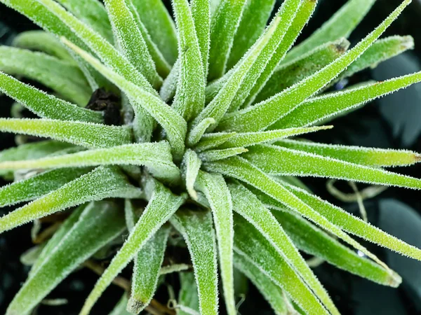 Close Planta Tillandsia Sobre Fundo Branco — Fotografia de Stock