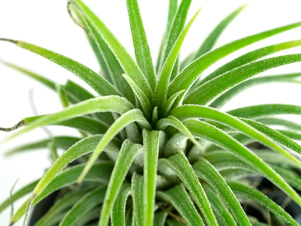 Close Planta Tillandsia Sobre Fundo Branco — Fotografia de Stock