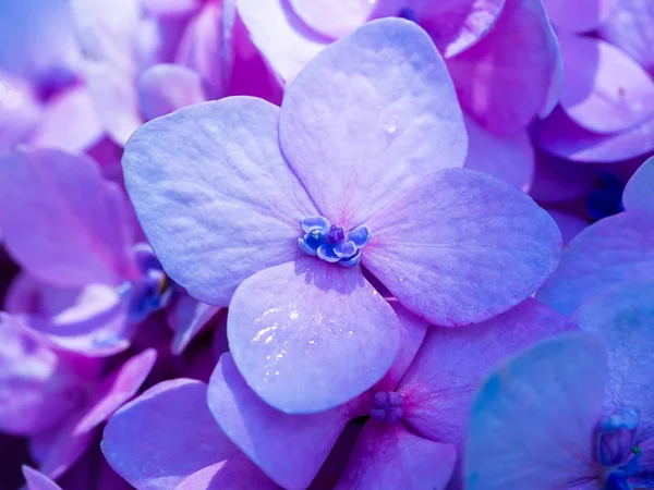 Makrobild Hortensienblüte Aus Nächster Nähe — Stockfoto