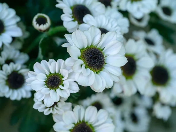 Nahaufnahme Weiße Und Schwarze Chrysanthemenblume — Stockfoto