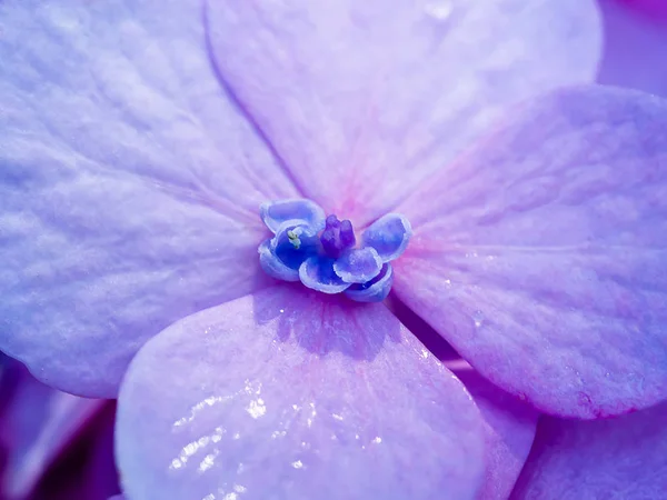 Macro Imagem Close Hydrangea Flor — Fotografia de Stock