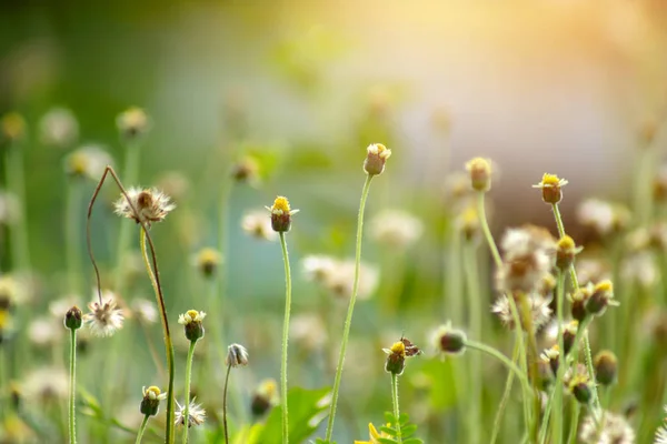 Soft Focus Flower Grass Sunlight Summer Season — Stock Photo, Image