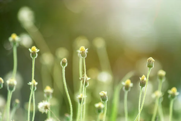 Enfoque Suave Hierba Flores Con Luz Solar Temporada Verano — Foto de Stock