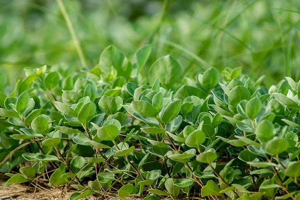 Nahaufnahme Einer Vitex Trifolia Pflanze Strand Mit Unscharfem Grünen Hintergrund — Stockfoto