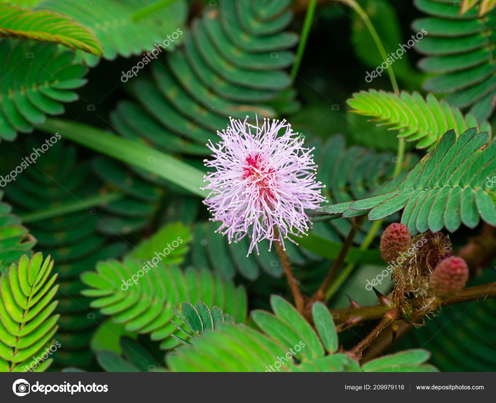 Download Pmages Touch Me Not Flower Close Flower Sensitive Plant Sleepy Free HD Get Wallpaper Pmages Touch Me Not Flower Close Flower Sensitive Plant Sleepy Desktop Wallpaper