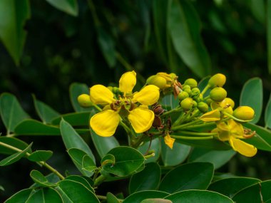 Cassod ağaç veya Senna siamea çiçek ağaç üzerinde kapatın.