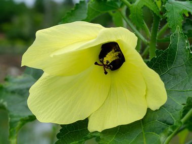 Misk ebegümeci, Muskseed veya Abel Misk (Abelmoschus moschatus Medik bitki sarı çiçek)
