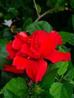 Koyu kırmızı Çin gül ya da ayakkabı çiçek. (Hibiscus rosa-sinensis)