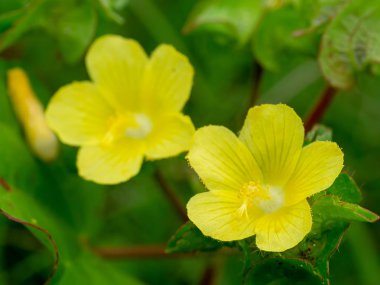 Brezilya jüt, Malachra, sarı leafbract çiçeği (Malachra capitata bitki) bulanıklık arka plan ile yakın çekim.