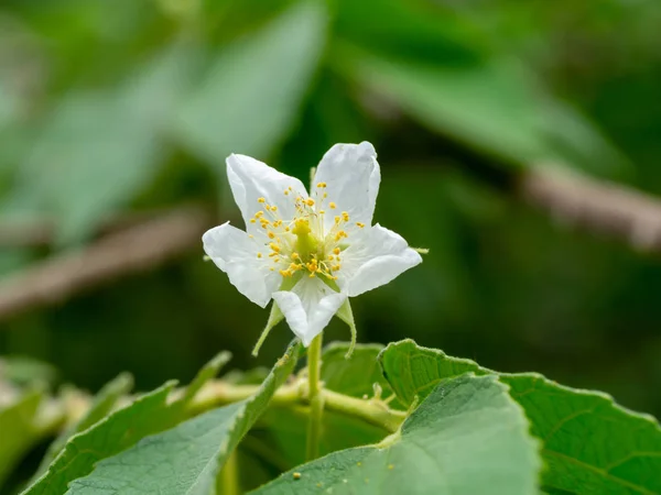 Primer Plano Flor Cerezo Jamaicana Muntingia Calabura — Foto de Stock