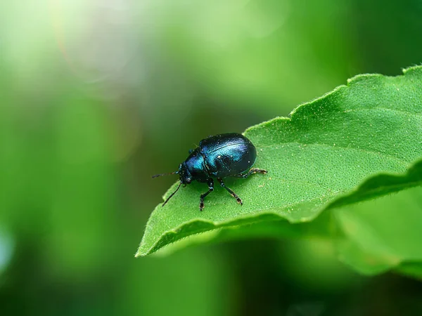 Macro Image Deep Blue Bug Green Leaf Light — Stock Photo, Image