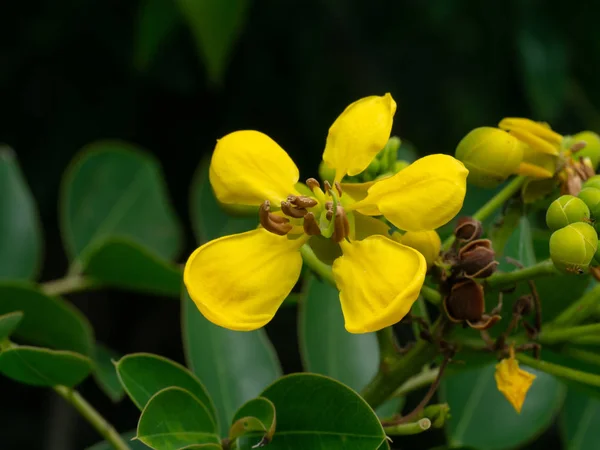 Soutanebaum Oder Senna Siamea Blume Auf Baum — Stockfoto