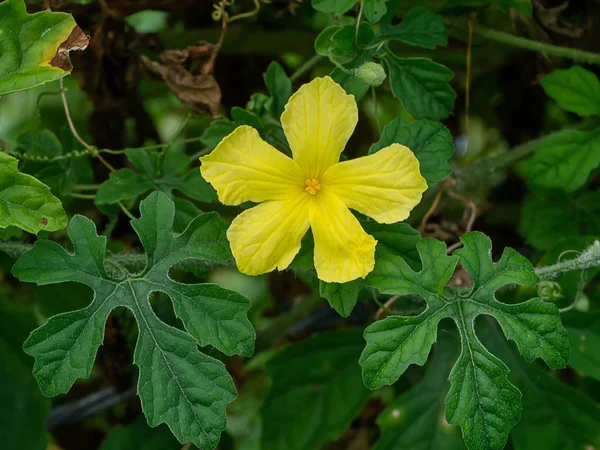 Flor Amarilla Cerca Planta Pepino Amargo —  Fotos de Stock