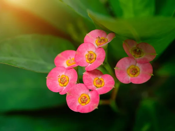 Nahaufnahme Dornenkrone Blume Euphorbia Milii Desmoul Mit Sonnenlicht — Stockfoto