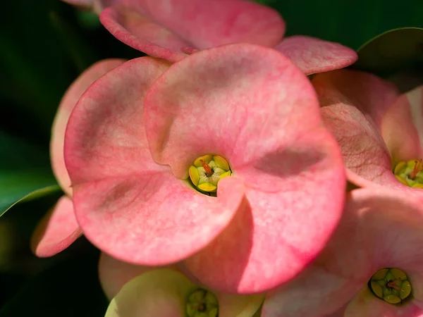 Close Corona Spine Fiore Euphorbia Milii Desmoul — Foto Stock