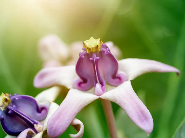 Zavřete Fialovou Korunu Květina Nebo Calotropis Slatiniště Světlem — Stock fotografie