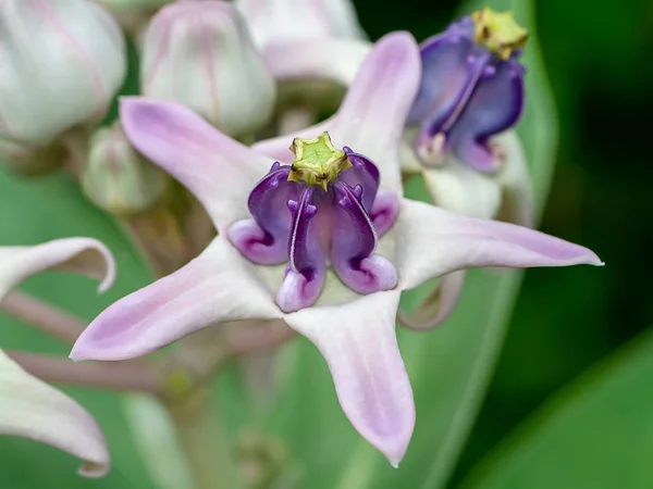 Primer Plano Flor Corona Violeta Calotropis Gigantea —  Fotos de Stock