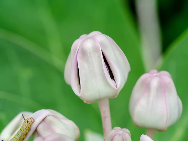 Close Florescendo Flor Coroa Violeta Calotropis Gigantea — Fotografia de Stock