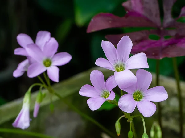 Lila Lóhere Szerelem Növény Oxalis Purpurea — Stock Fotó