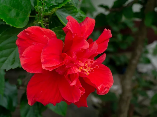 Dark red Chinese Rose or Shoe Flower. (Hibiscus rosa-sinensis)