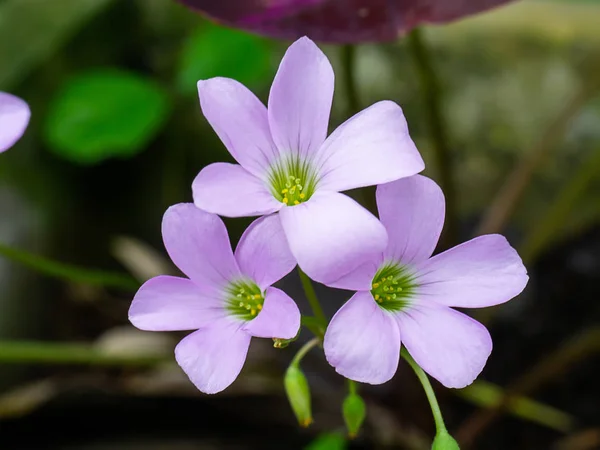 Purpurschamrock Liebespflanze Oxalis Purpurea — Stockfoto