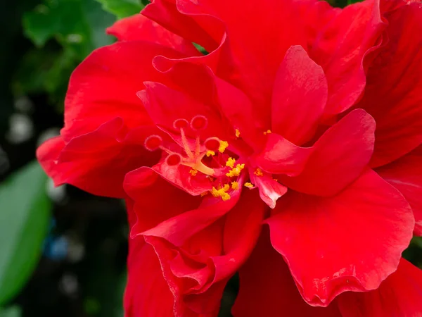 Rose Chinoise Rouge Foncé Fleur Chaussure Hibiscus Rosa Sinensis — Photo