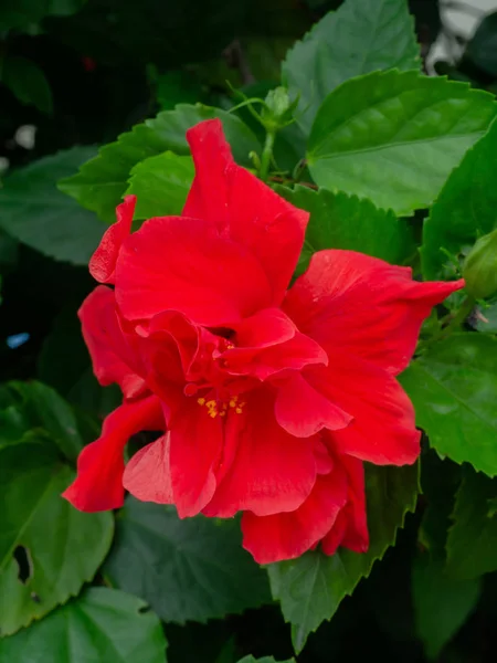 Rose Chinoise Rouge Foncé Fleur Chaussure Hibiscus Rosa Sinensis — Photo
