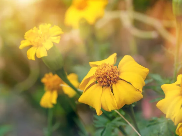 Flor Amarela Calêndula Signet Luz Suave Com Fundo Desfocado — Fotografia de Stock